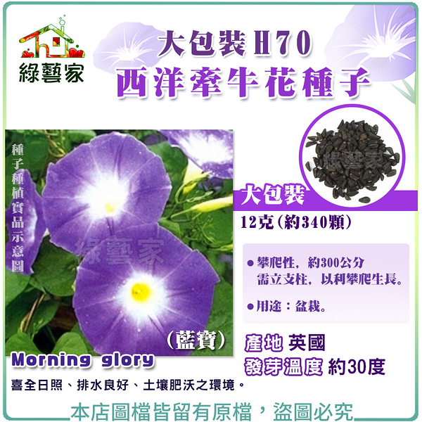 【綠藝家】大包裝H70.西洋牽牛花種子12克(約340顆)(藍寶)