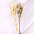 【BlueCat】天然乾燥 米色小麥 乾燥花 拍攝道具 拍照背景 花材
