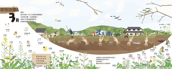 (二手書)【里山的一年繪本1】水稻田的一年