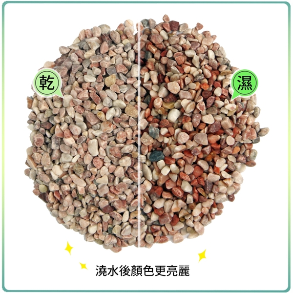【綠藝家】桃紅石 1分 1公斤分裝包 (水族石.裝飾石) product thumbnail 4