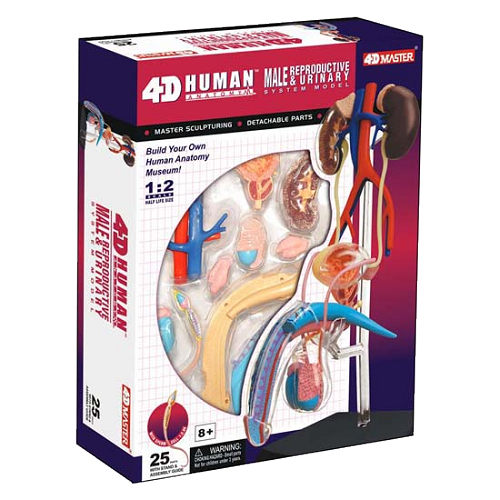【4D Master】26063 立體拼組模型 人體解剖 教學系列 男性生殖系統