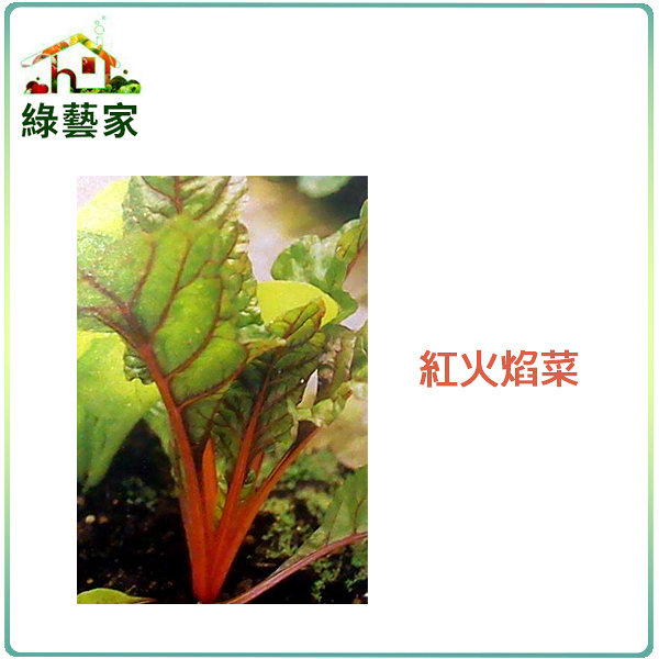 【綠藝家】大包裝A41.紅火焰菜種子40克(約1500顆) (紅柄菾菜、紅火焰菜、君達菜、甜菜)