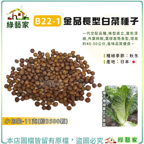 【綠藝家】B22-1.金品長型白菜種子0.6克(約190顆)F1，株型直立，葉色深綠，外葉微縐，葉球直筒長型