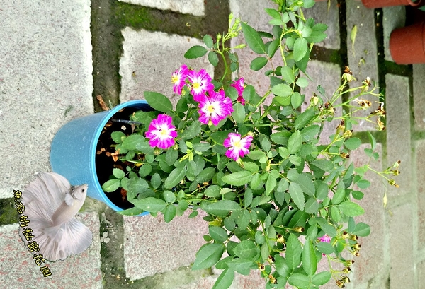 5吋盆[ 可食用玫瑰花 天使薔薇盆栽 迷你玫瑰花]活體香草植物盆栽~半日照佳~寄出時不一定還有花!