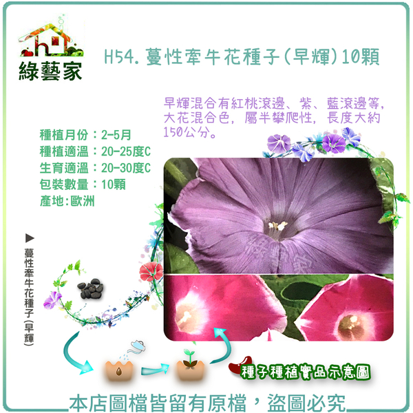 【綠藝家】H54.蔓性牽牛花種子(早輝)10顆