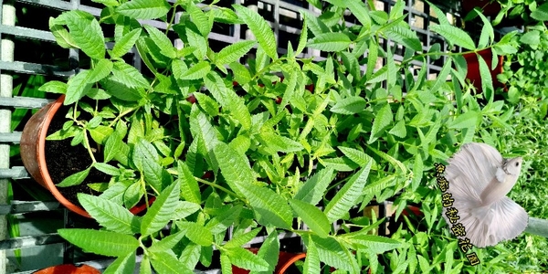[大檸檬馬鞭草盆栽] 5-6吋盆活體香草植物盆栽, 可食用可泡茶