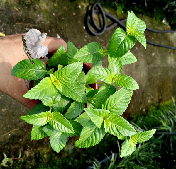 活體 仙草 香草植物3吋盆栽可食用可泡茶 Yahoo奇摩超級商城