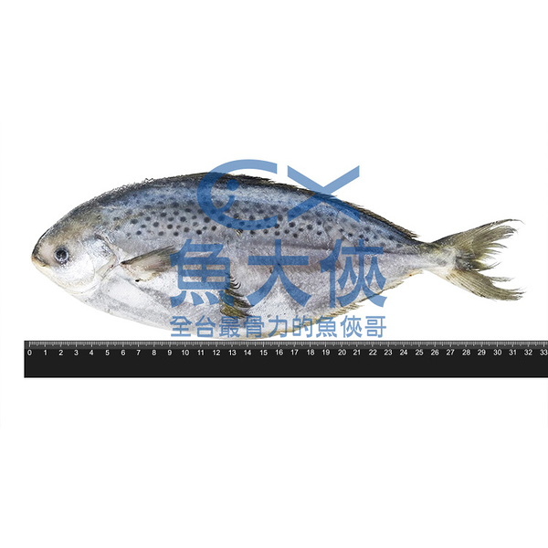 鮮凍-花鯧魚/星點鯧原料(400~500g/尾)#未處理-2F4B【魚大俠】FH037