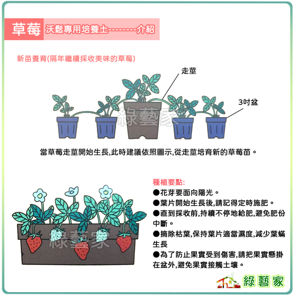 【綠藝家】花田綠地草莓專用培養土4L(沃鬆1號專業栽培介質) product thumbnail 3