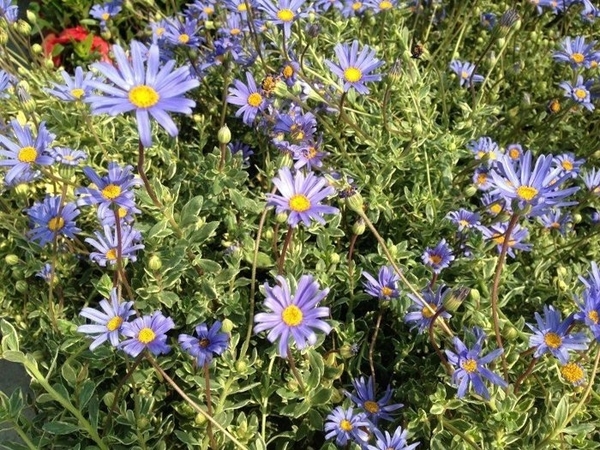 花花世界_季節花卉-- 藍瑪格 ( 藍瑪格麗特 )--會開藍紫色的小花/5吋盆/ 高20-30公分/Ts
