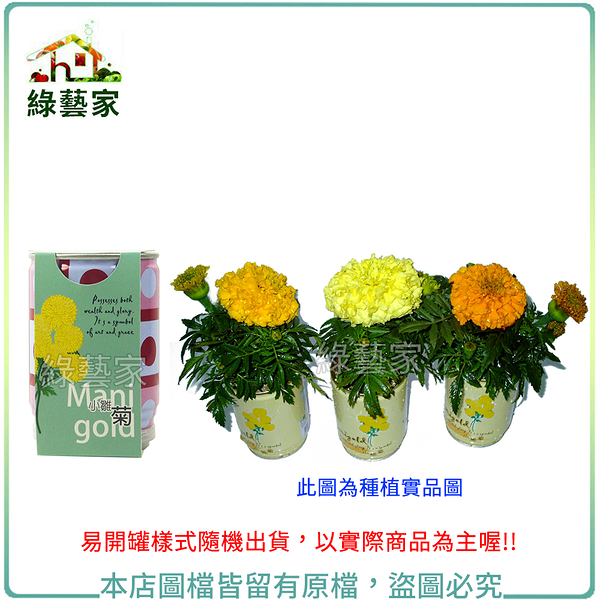 【綠藝家】iPlant易開罐花卉-萬壽菊(小雛菊)