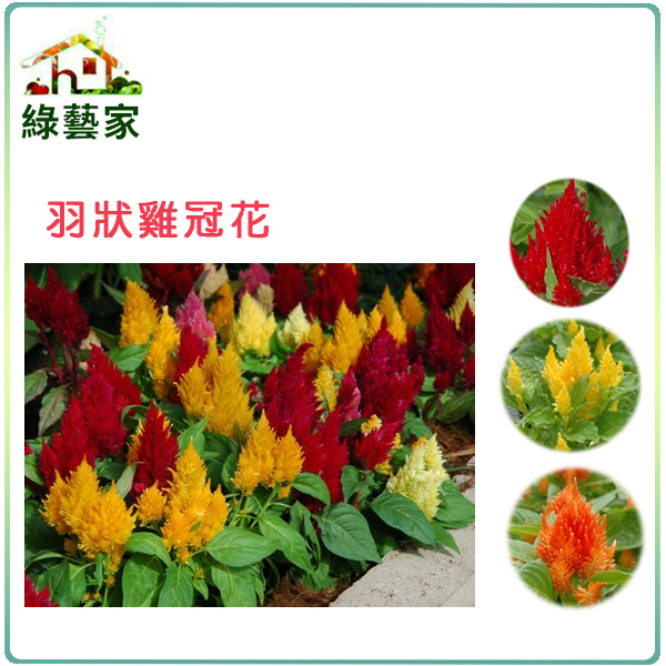 【綠藝家】大包裝H23.羽狀雞冠花(混合色，高40~60cm)種子2克(約2600顆)