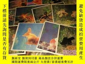 二手書博民逛書店《金魚》大圖1張罕見小圖11張 江蘇人民出版社 1981年8月1