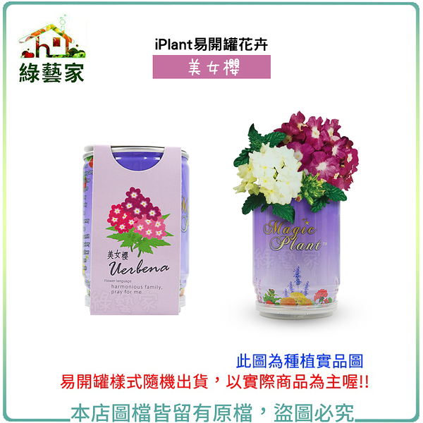 【綠藝家】iPlant易開罐花卉-美女櫻