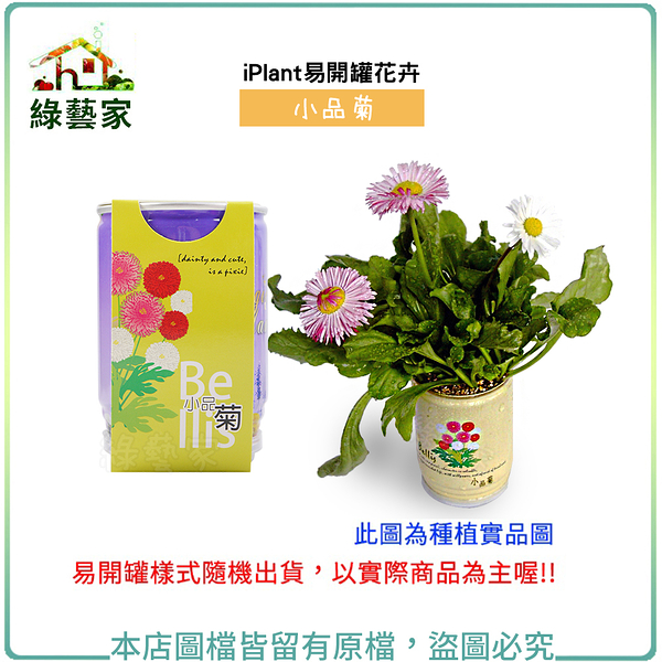 【綠藝家】iPlant易開罐花卉-小品菊