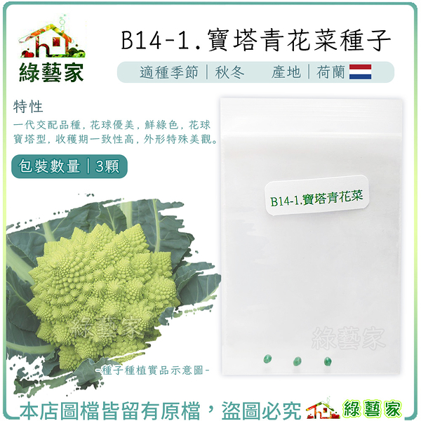 【綠藝家】B14-1.寶塔青花菜種子3顆 F1，花球優美，鮮綠色，花球寶塔型， 外形特殊美觀