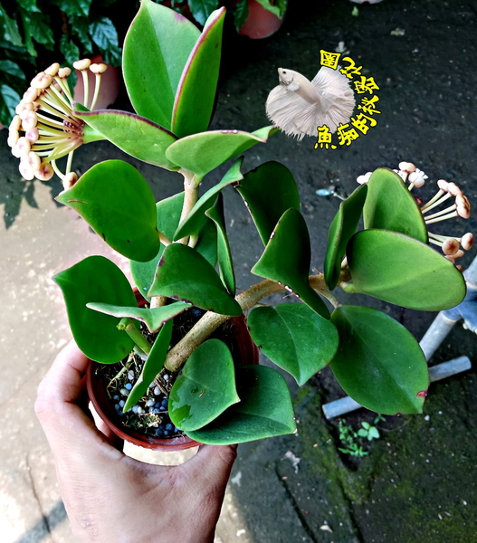 [微香 珍珠毬蘭] 3吋盆活體花卉植物盆栽 多年生室內植物 半日照佳