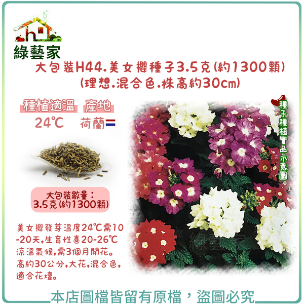 【綠藝家】大包裝H44.美女櫻種子3.5克(約1300顆)(理想.混合色.株高約30cm)