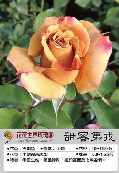 玫瑰苗~ **甜蜜第戎**4吋高15-20cm 花色特殊古銅色花花世界玫瑰園m