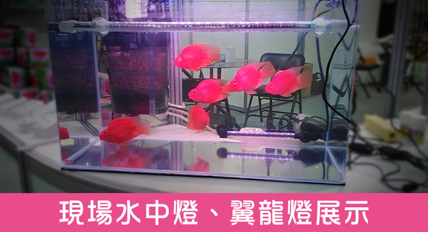 [ 台中水族 ]台灣HH-LR90-惠弘 LED水中燈-龍魚增豔燈具 90cm / 3尺/14W 特價 product thumbnail 6