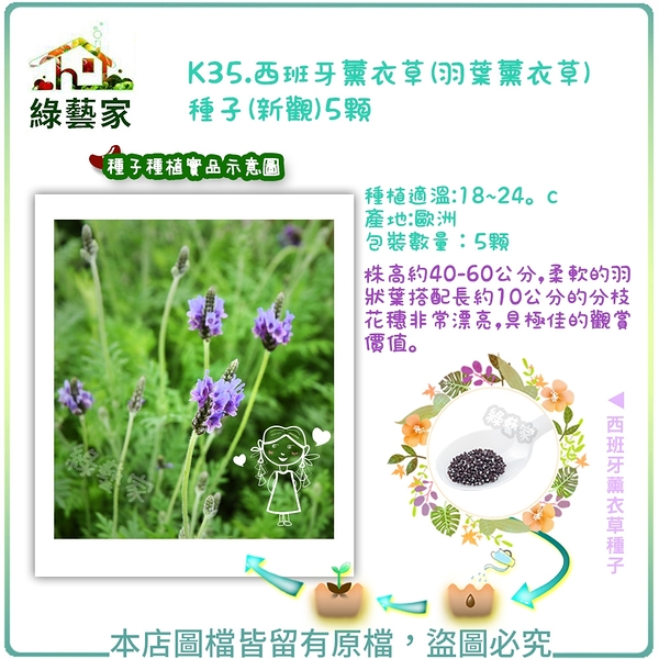 【綠藝家】K35.西班牙薰衣草(羽葉薰衣草)種子(新觀)5顆