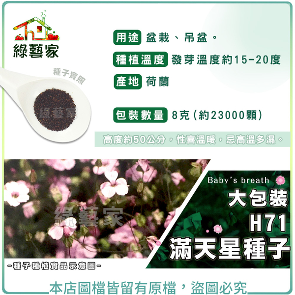 【綠藝家】大包裝H71.滿天星種子8克(約23000顆)(小花) 艷紅
