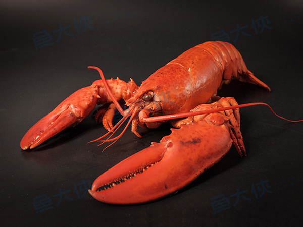 熟凍-波士頓龍蝦/螯龍蝦(350~400g/隻)-1I6B【魚大俠】SP065 product thumbnail 3