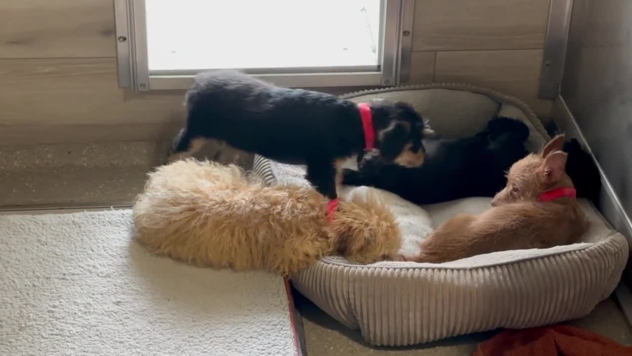 Huge Cane Corso's Annoyance Over Parents Putting up a Baby Gate Is