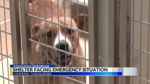 Tuscaloosa Metro Animal Shelter asking community to adopt dogs