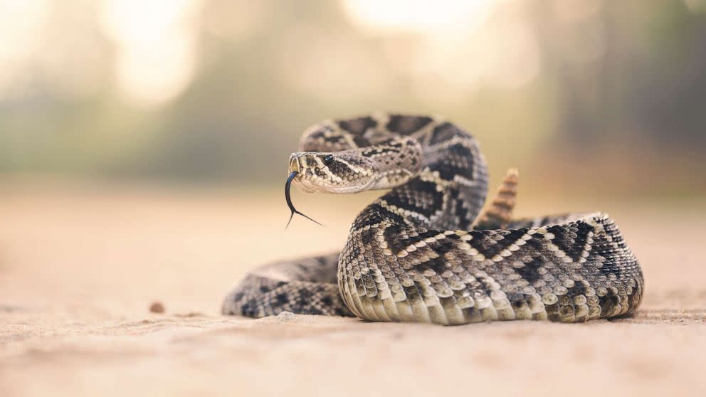 rubber diamondback rattlesnake