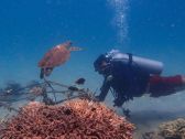 Tēnaka Partners with Orange Business to Scale Its Coral Reef Restoration Program