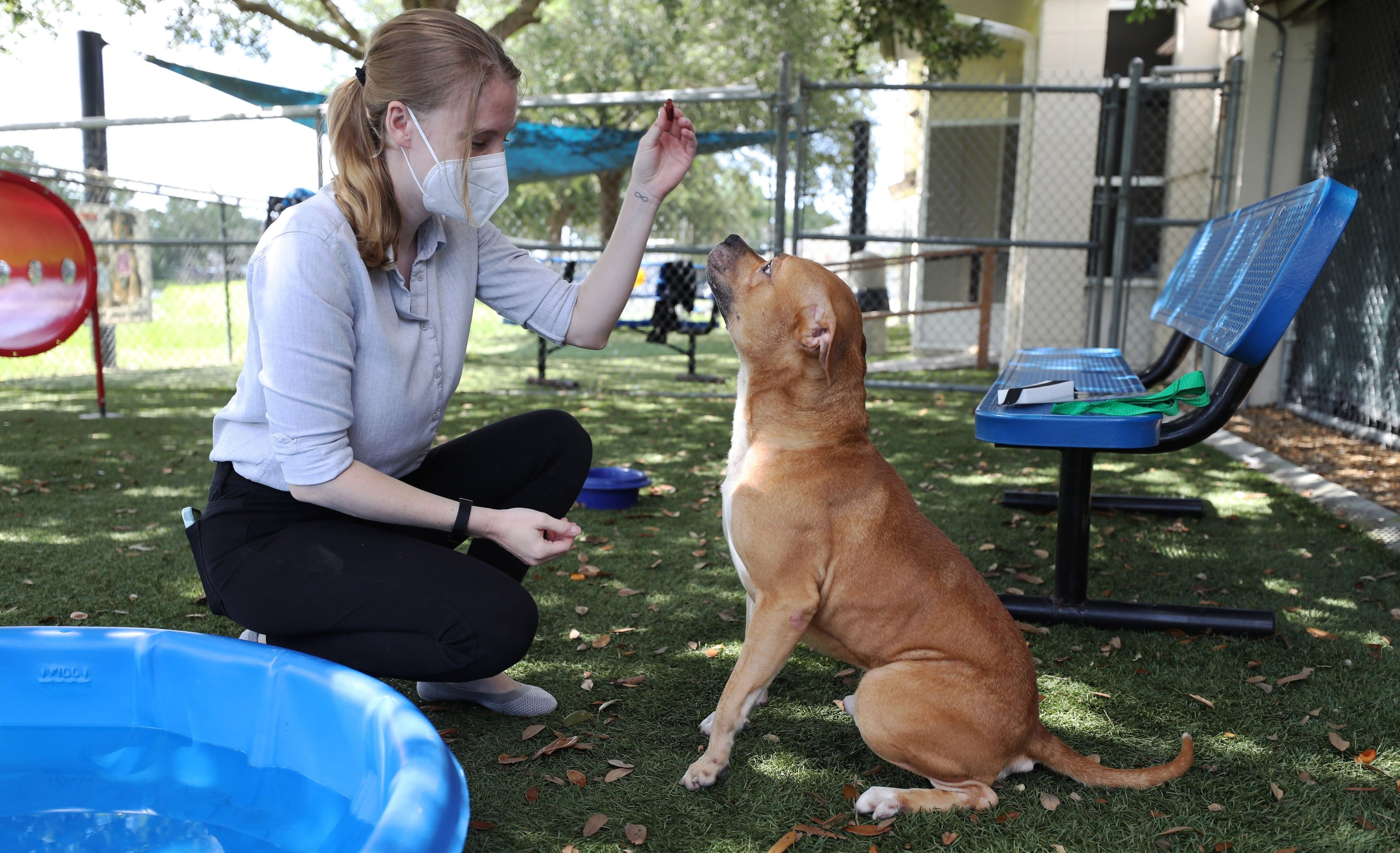 Pets get extra medical care amid coronavirus lockdown