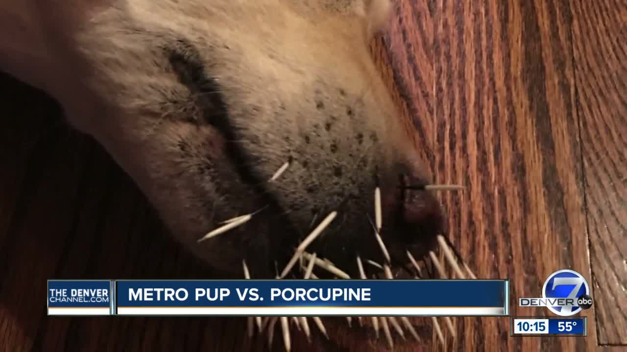 Ruckus' Run-in with a porcupine