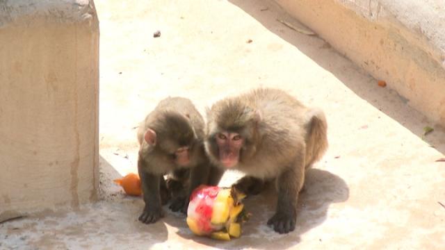 Zoo Animals Beat The Heat With Large Frozen Treats - CBS Chicago