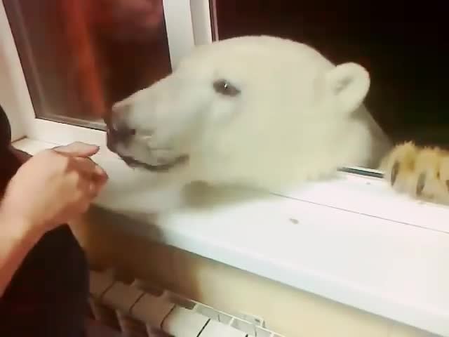 polar bear fur head