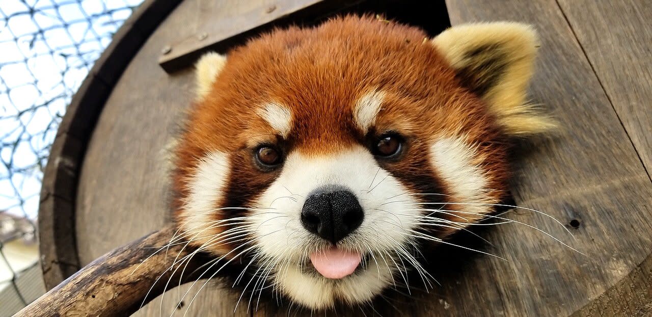 Memphis Zoo Mourns Death Of Exceptionally Handsome Red Panda This Is A Significant Loss