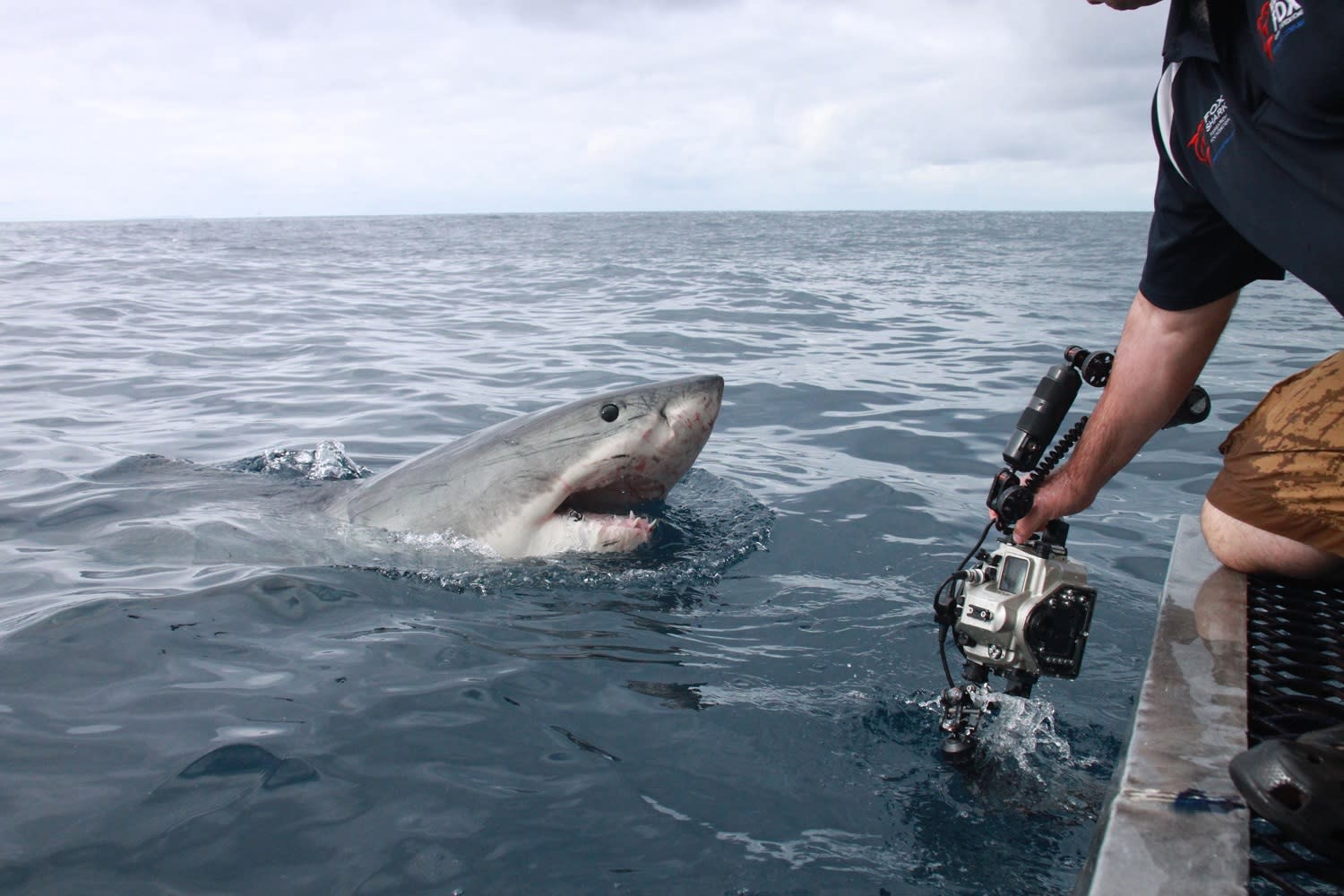 Shark attack camera terrifying caught water lunges metre moment great