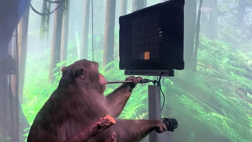 A monkey sits in front of a monitor and watches the screen as it blows into a small metal pipe as part of the Neuralink testing.