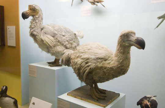 Extinct Dodo Birds Weren’t That Stupid After All, Says Study