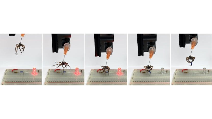 A sequence shot of the Rice University Spider experiment, using a method to turn dead ones into 'claw machines' or "necrobotic" grippers.