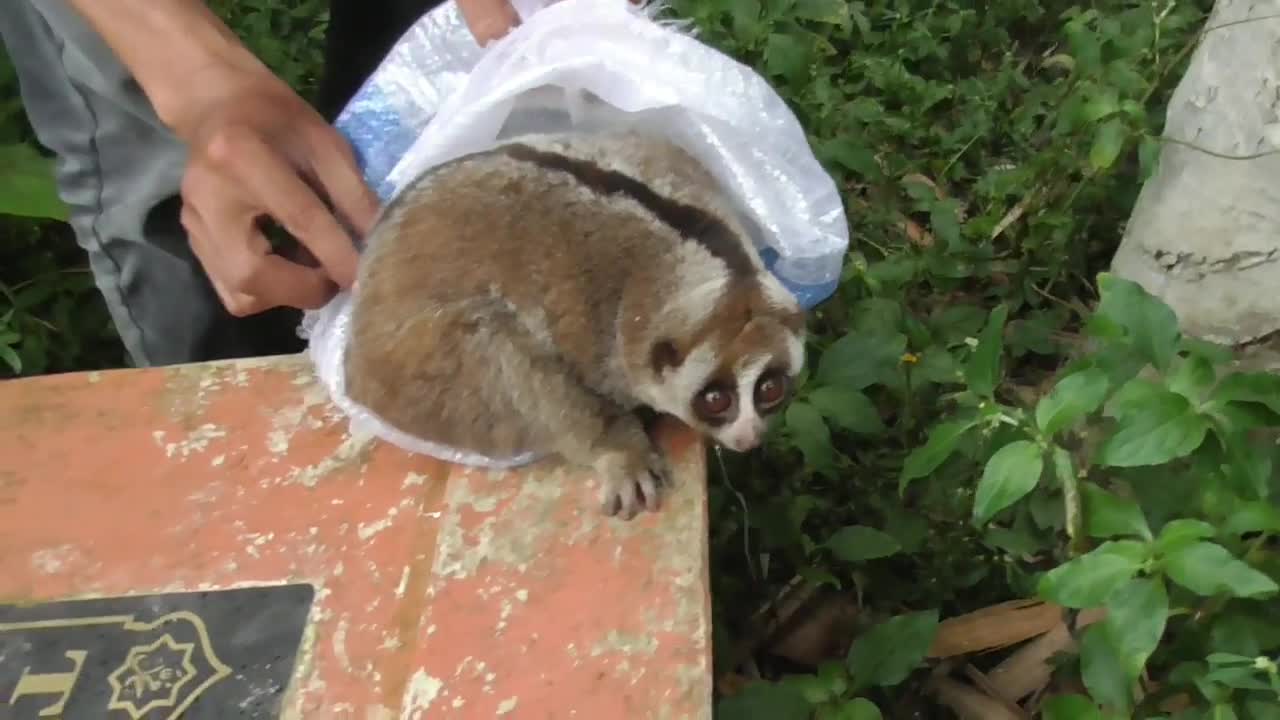 slow loris eating banana