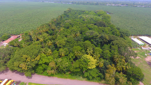 Bajo su estrategia «Regenerar la Tierra y sus Recursos», One Banana crea un proyecto único para restaurar los hábitats de los polinizadores