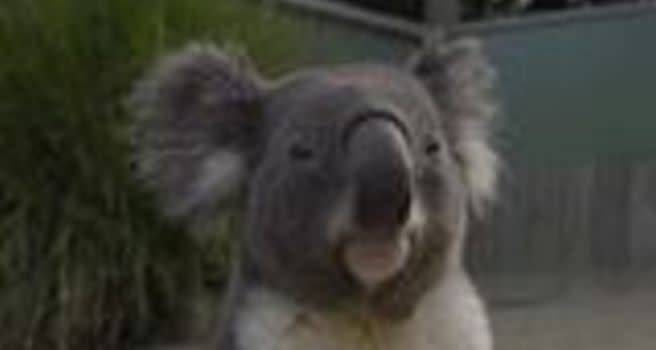 scary koala meme