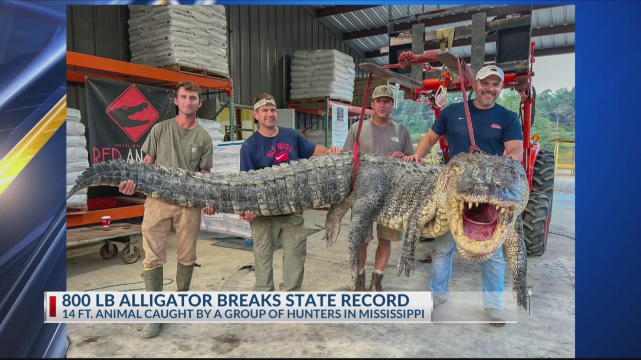 800-pound alligator caught in Mississippi breaks state record