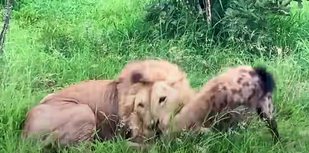 Hyena Caught In Lion's Grip Makes Death-Defying Escape Attempt