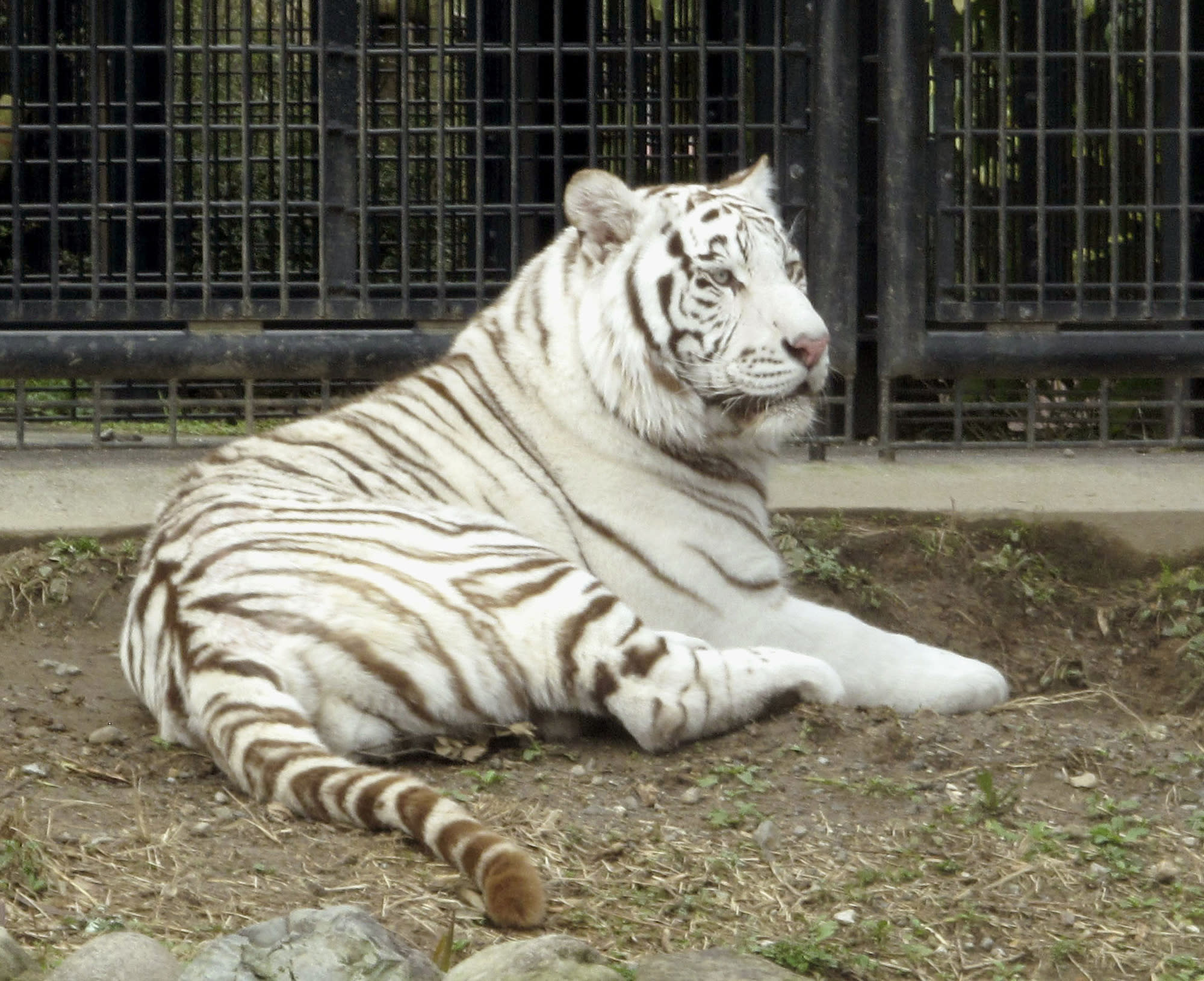 Apparent White Tiger Attack Kills Keeper At Japan Zoo