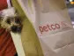 Petco Stock Soars After Roaring Kitty Fans Tout It. For the Dogs?