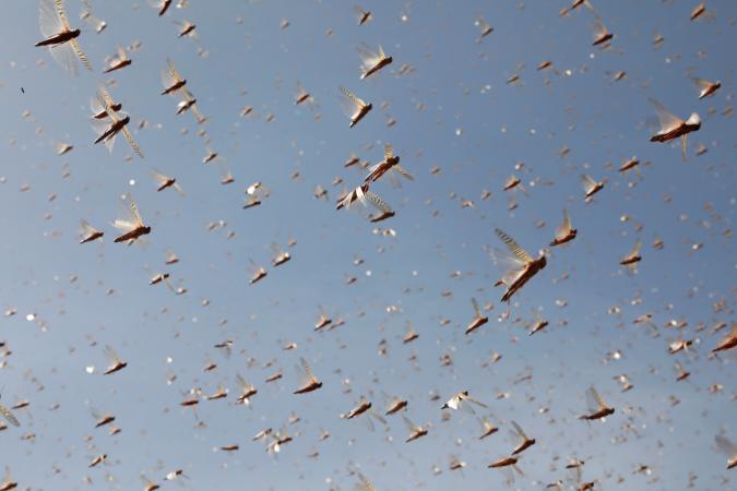 Researchers made cyborg locusts that may odor most cancers