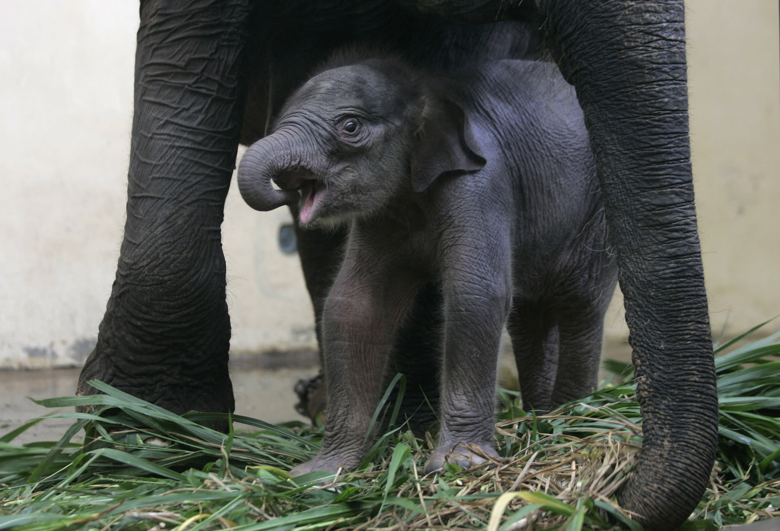 Sumatran elephants face extinction