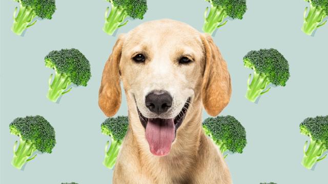 should you give dogs vegetables